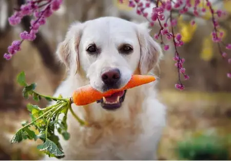 9种对狗狗有益的“健康食物”，便宜又健康插图10
